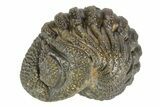 Long Enrolled Bumpy Morocops Trilobite - Morocco #252667-1